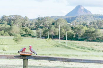 Blackwattle Farm B&B And Farm Stay - Tourism Caloundra 42