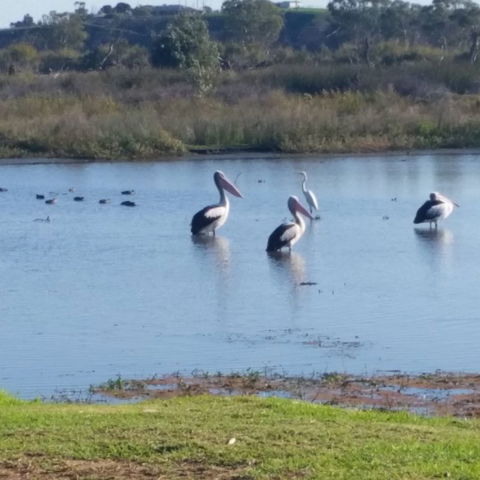 Avoca Dell Caravan Park - Tourism Caloundra 9
