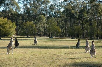 Hunter Hideaway Cottages - Tourism Caloundra 10