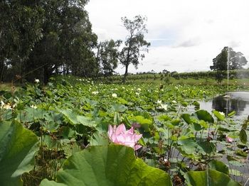 Wild Cattle Creek Estate - Tourism Caloundra 43