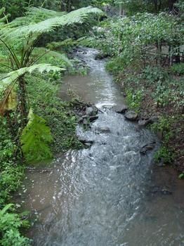 Treetops Accommodation Montville - Tourism Caloundra 4