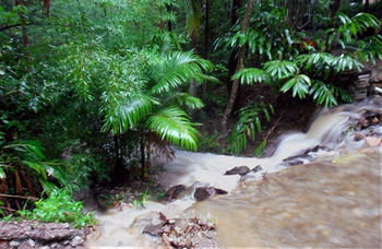 Treetops Accommodation Montville - Tourism Caloundra 11