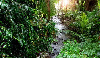 Treetops Accommodation Montville - Tourism Caloundra 48