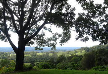 Treetops Accommodation Montville - Tourism Caloundra 49