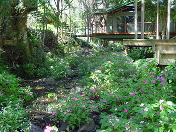 Treetops Accommodation Montville - Tourism Caloundra 76