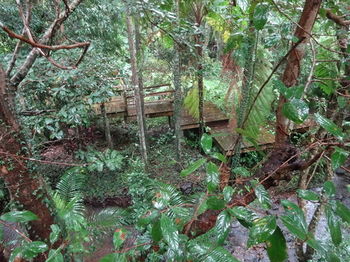 Treetops Accommodation Montville - Tourism Caloundra 80