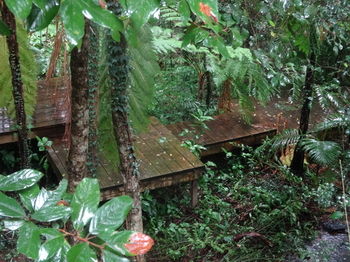 Treetops Accommodation Montville - Tourism Caloundra 81