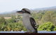 Mary Valley Views B + B - thumb 19