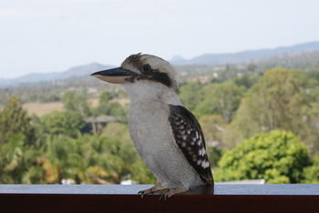 Mary Valley Views B + B - Tourism Caloundra 19