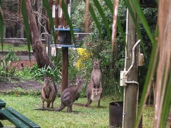 Jervis Bay Cabins - Tourism Caloundra 6