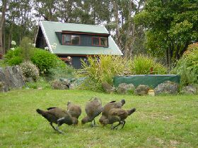 Tree Tops Cascades - Tourism Caloundra 1