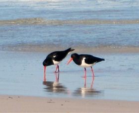 Lake Eckersley Campground - Tourism Caloundra 4