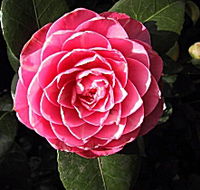 Cloverlea Gardens Bed and Breakfast - Tourism Caloundra