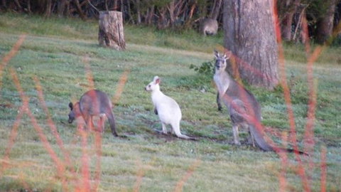 Yering Gorge Cottages - Tourism Caloundra 4