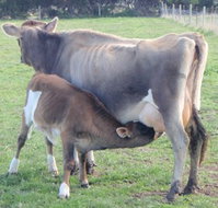 Animal Land - Tourism Caloundra