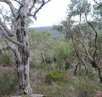The Glen - Tourism Caloundra