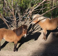 Cloud End Farmstay - Tourism Caloundra