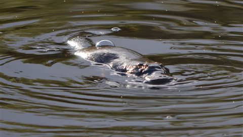 Cave Hill Creek - Tourism Caloundra 4