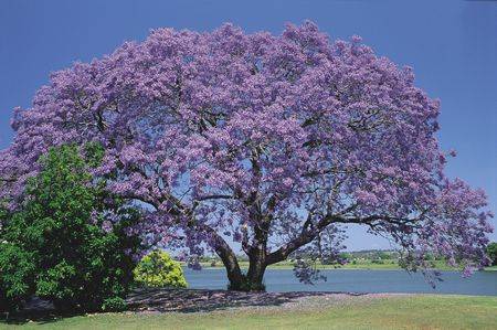 Belvoir B & B Cottages - Tourism Caloundra 3