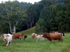 Mooyabil Farm Holidays - Tourism Caloundra 3