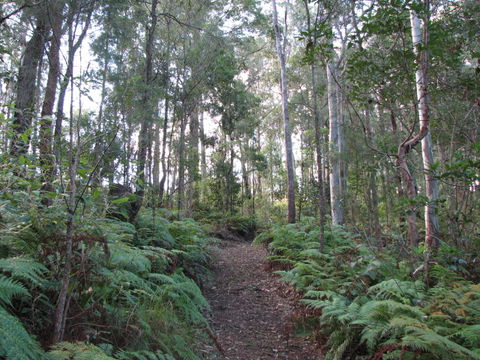 Maleny Country Cottages - Tourism Caloundra 1