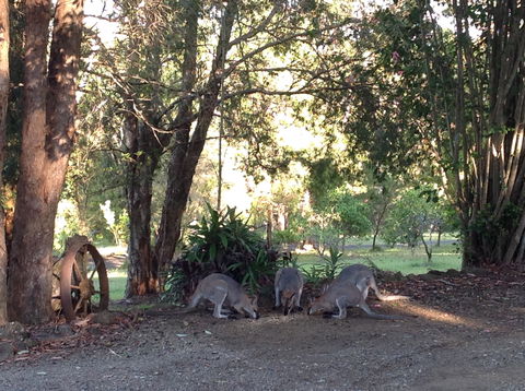 Maleny Country Cottages - Tourism Caloundra 5