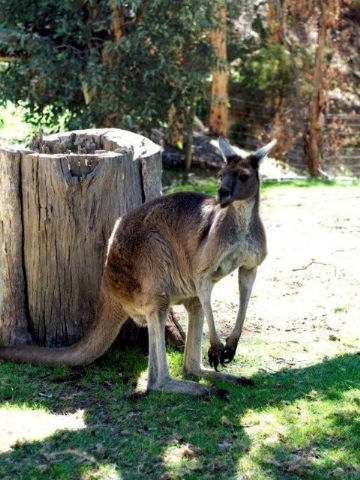 Toodyay Holiday Park & Chalets - Tourism Caloundra 3