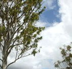 Glen Villa Resort and Tourist Park Casino - Tourism Caloundra
