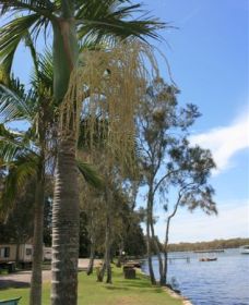 Pelican Park - Tourism Caloundra 2