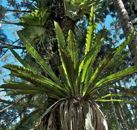Rummery Park campground - Tourism Caloundra