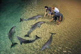 Moreton Island QLD Tourism Caloundra