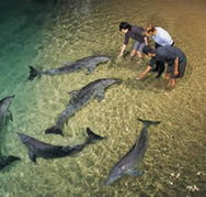 Tangalooma Wild Dolphin Resort - Tourism Caloundra