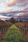 Lamonts Winery Restaurant  Gallery - Tourism Caloundra