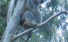 Barrington Tops Organic Retreat - Tourism Caloundra 7