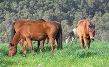 Mansfield Cottage Barrington Tops Accommodation - Tourism Caloundra 1