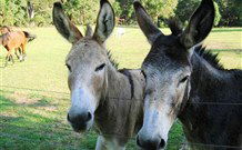 Red Hill Organics Farmstay - Tourism Caloundra 5