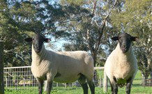 Red Hill Organics Farmstay - Tourism Caloundra 7