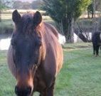 Reynella Kosciusko Rides Accommodation - Tourism Caloundra