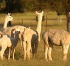 Waterfall Way Farmstay - Tourism Caloundra