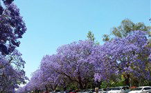 Andavine House Bed And Breakfast - Tourism Caloundra 5