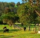 Giba Gunyah Country Cottages - Tourism Caloundra