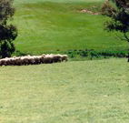 Gooromon Park Cottages - Tourism Caloundra