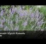 Lavender Majestic - Tourism Caloundra
