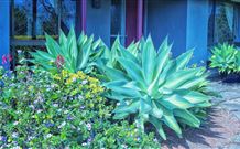 Jerrys Plains NSW Tourism Caloundra