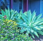 Retreat Homestead - Tourism Caloundra