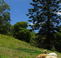 Wattle Gully Retreat - Tourism Caloundra