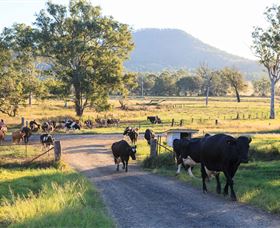 Tommerups Dairy Farmstay - Tourism Caloundra 0