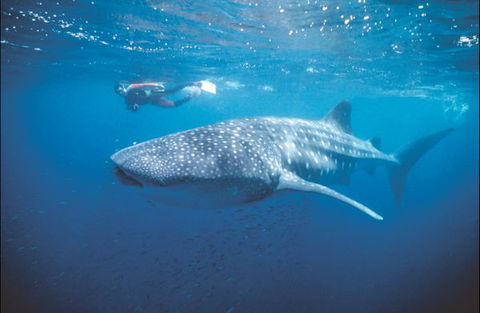 Mantarays Ningaloo Beach Resort - Tourism Caloundra 7