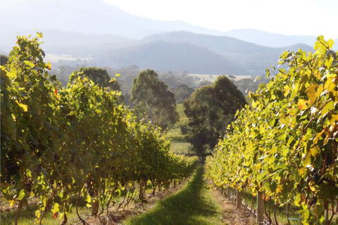 Pizzini's Vineyard Guesthouse - Tourism Caloundra 6