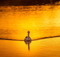 River Shack Rentals - Living the Dream - Tourism Caloundra